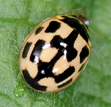 14-spotted ladybird beetle