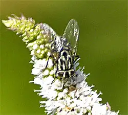 Muscidae (Latreille 1802) Muscidae (Latreille 1802)