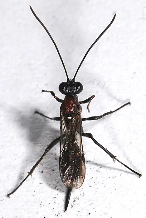 Ichneumonidae (Latreille 1802) Ichneumonidae (Latreille 1802)