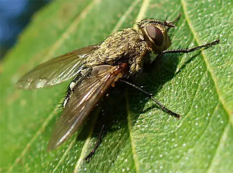 Oestridae (Leach 1815)