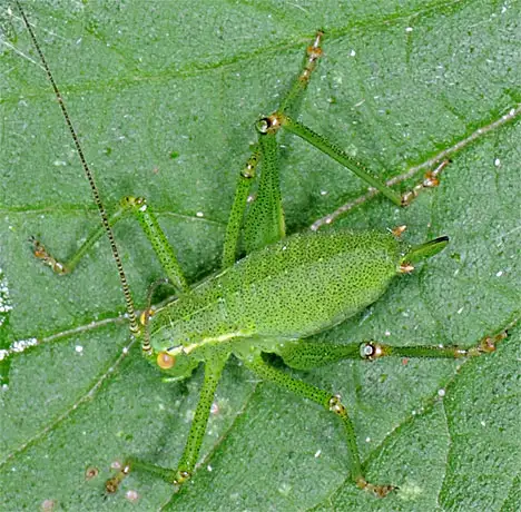 Orthoptera (Latreille 1793) Orthoptera (Latreille 1793)