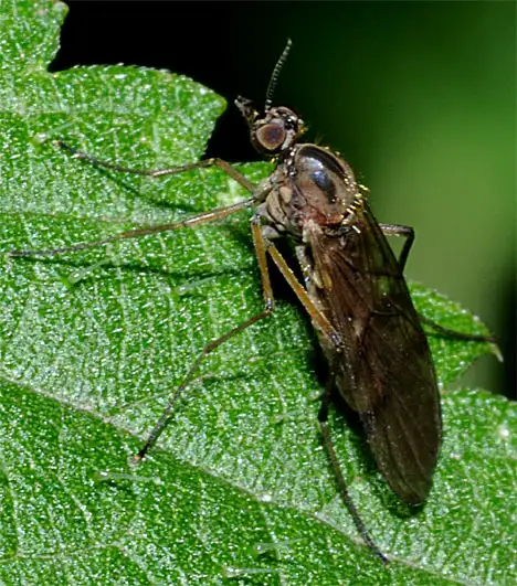 Anisopodidae (Knab 1912) Anisopodidae (Knab 1912)