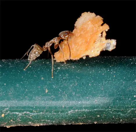 Ant carries a piece of bread