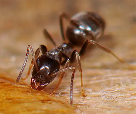Ant on a honey drop