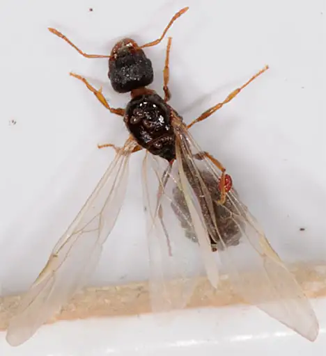 Ant Queen - infesting by parasites