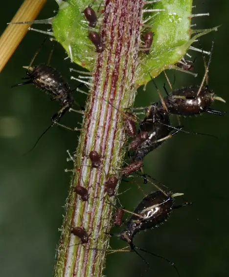 Aphidoidea (Latreille 1802)