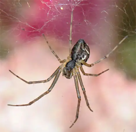 Arachnida on cobweb