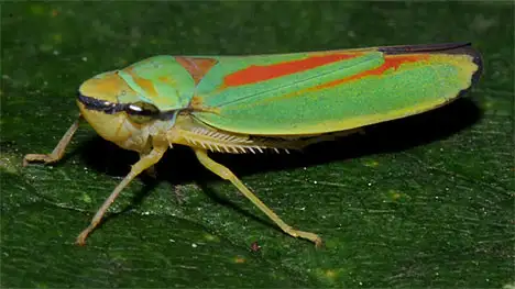 Auchenorrhyncha - Rhododendron leafhopper