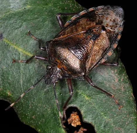 Pentatomidae (Leach 1815) Pentatomidae (Leach 1815)