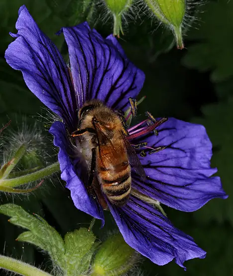 Bee on a blue flower
