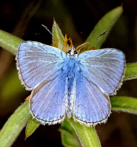 Lycaenidae (Leach 1815)