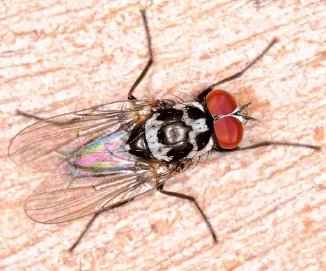 Anthomyiidae (Robineau-Desvoidy 1830) Anthomyiidae (Robineau-Desvoidy 1830)