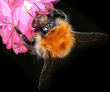Bombus pascuorum on blossom - Front view