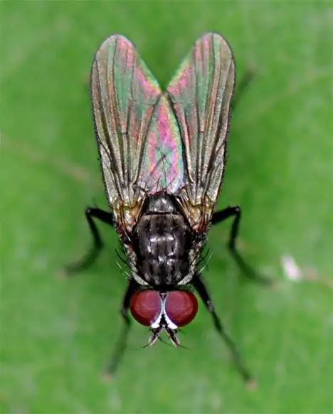 Brachycera - Top view