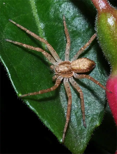 Philodromidae (Thorell 1870) Philodromidae (Thorell 1870)