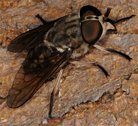 Tabanidae (Latreille 1802)