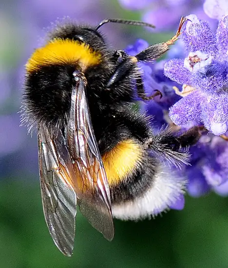 Bumblebee (Bombus)
