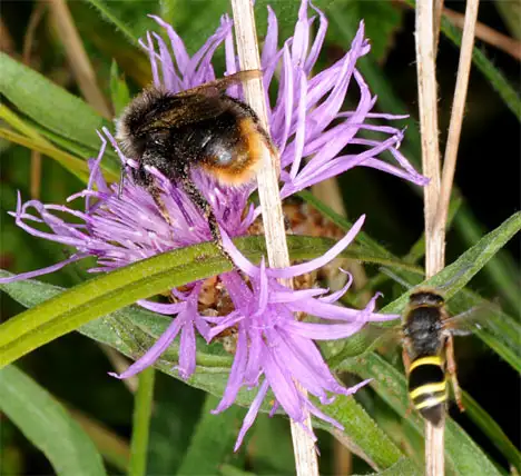 Bumblebee Bombus sylvarum on Blossom, hoverfly approaching
