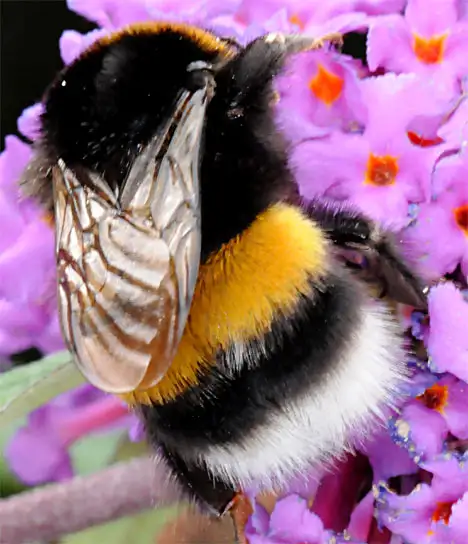 Bumblebee fights a blossom