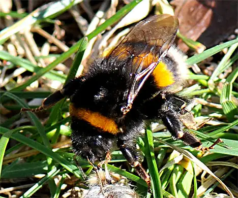 Bumblebee on grass feeding from pussy willow