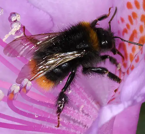 Bumblebee - Red-tailed bumblebee