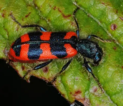 Cleridae (Latreille 1802) Cleridae (Latreille 1802)