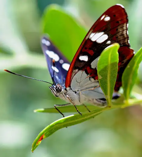 Butterflies (Lepidoptera)
