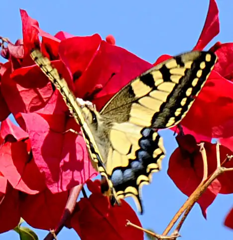 Butterfly - Old World Swallowtail -  Papilio machaon