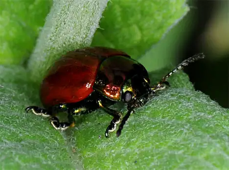 Chrysomelidae (Latreille 1802) Chrysomelidae (Latreille 1802)