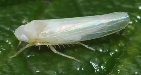 Cicada - Typhlocyba rosae