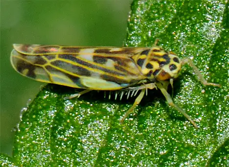 Cicade - Eupteryx melissae - Sage leafhopper Cicade - Eupteryx melissae - Sage leafhopper