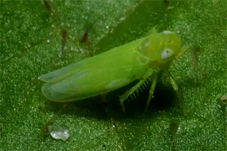 Cicade - Rose Leafhopper