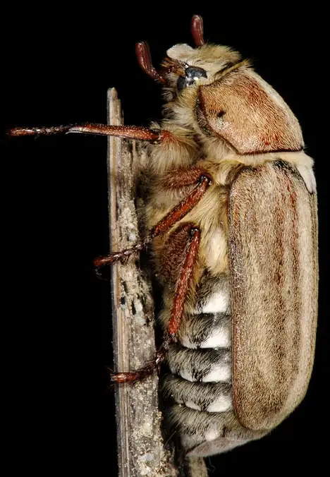 Coleoptera