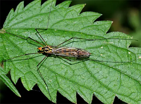 Crane fly Nephrotoma quadrifaria on nettle
