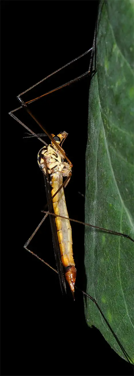 Crane fly - side face - Nephrotoma