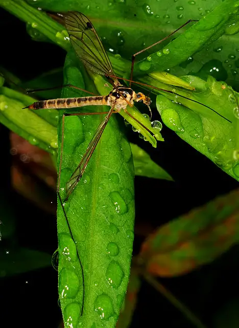 Crane fly - Tipulidae on a wet leaf