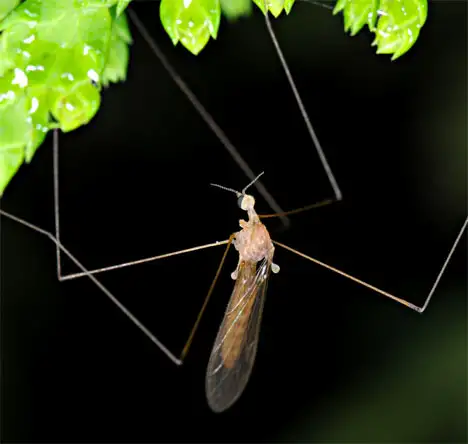 Crane fly - Tipulidae