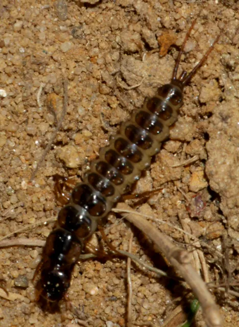 Nebria (Latreille 1802)