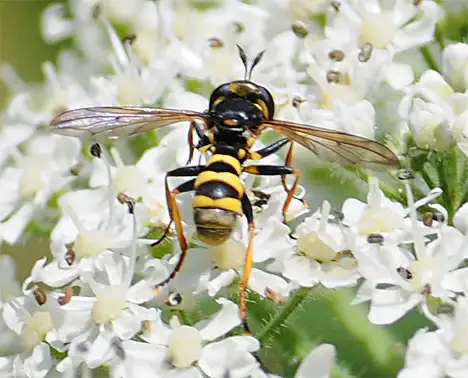 Conopidae (Latreille 1802)