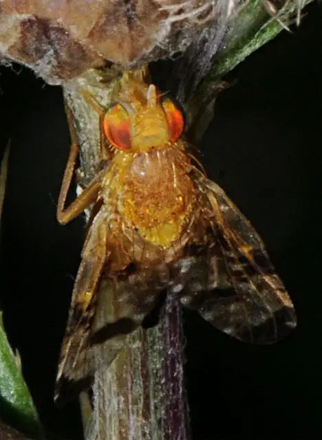 Tephritidae (Newman 1834) Tephritidae (Newman 1834)