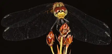 Dragonflies (Odonata)
