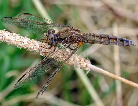 Dragonflies - Odonata