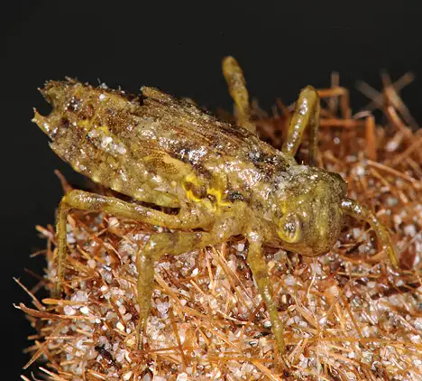 Dragonfly larva