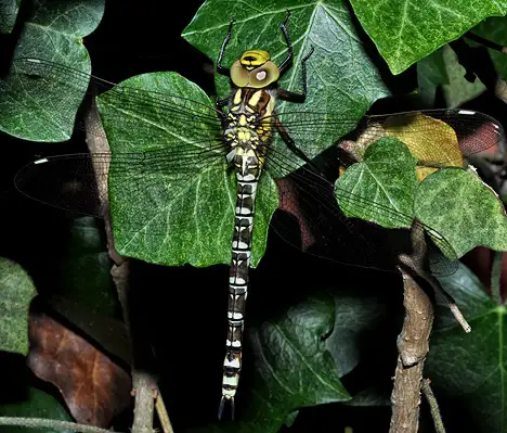 Dragonfly - Southern hawker