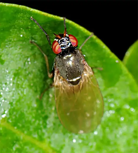 Drosophilidae (red eyes)