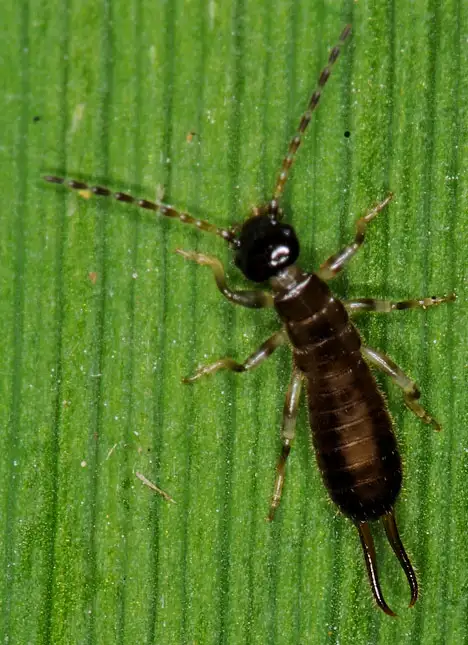 Earwig - Dermaptera - Corsica