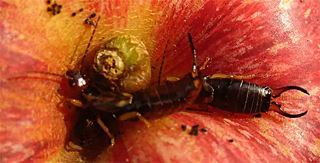 Earwigs on apple