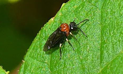 Tenthredinidae (Latreille 1804)