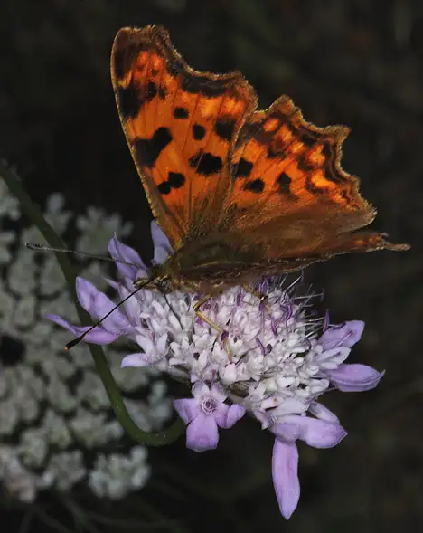 Nymphalidae (Rafinesque 1815)