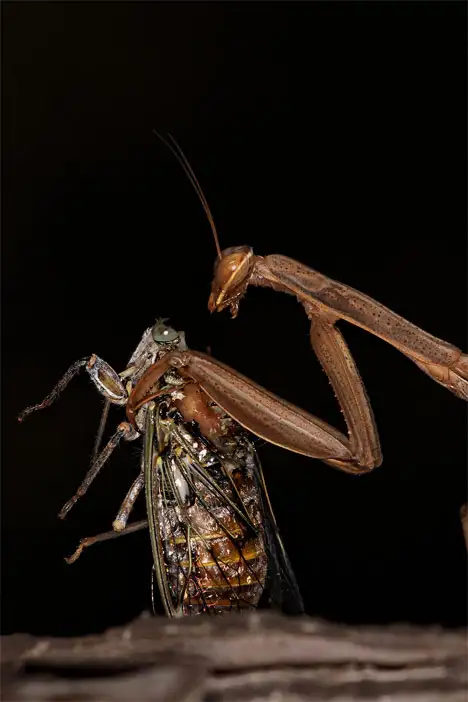 Mantodea (Burmeister 1838)